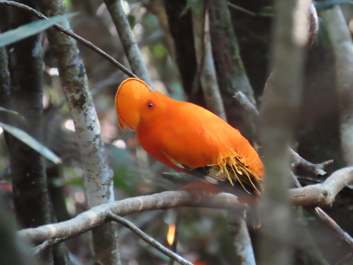 Guianan Cock-of-the-rock - ML641403730
