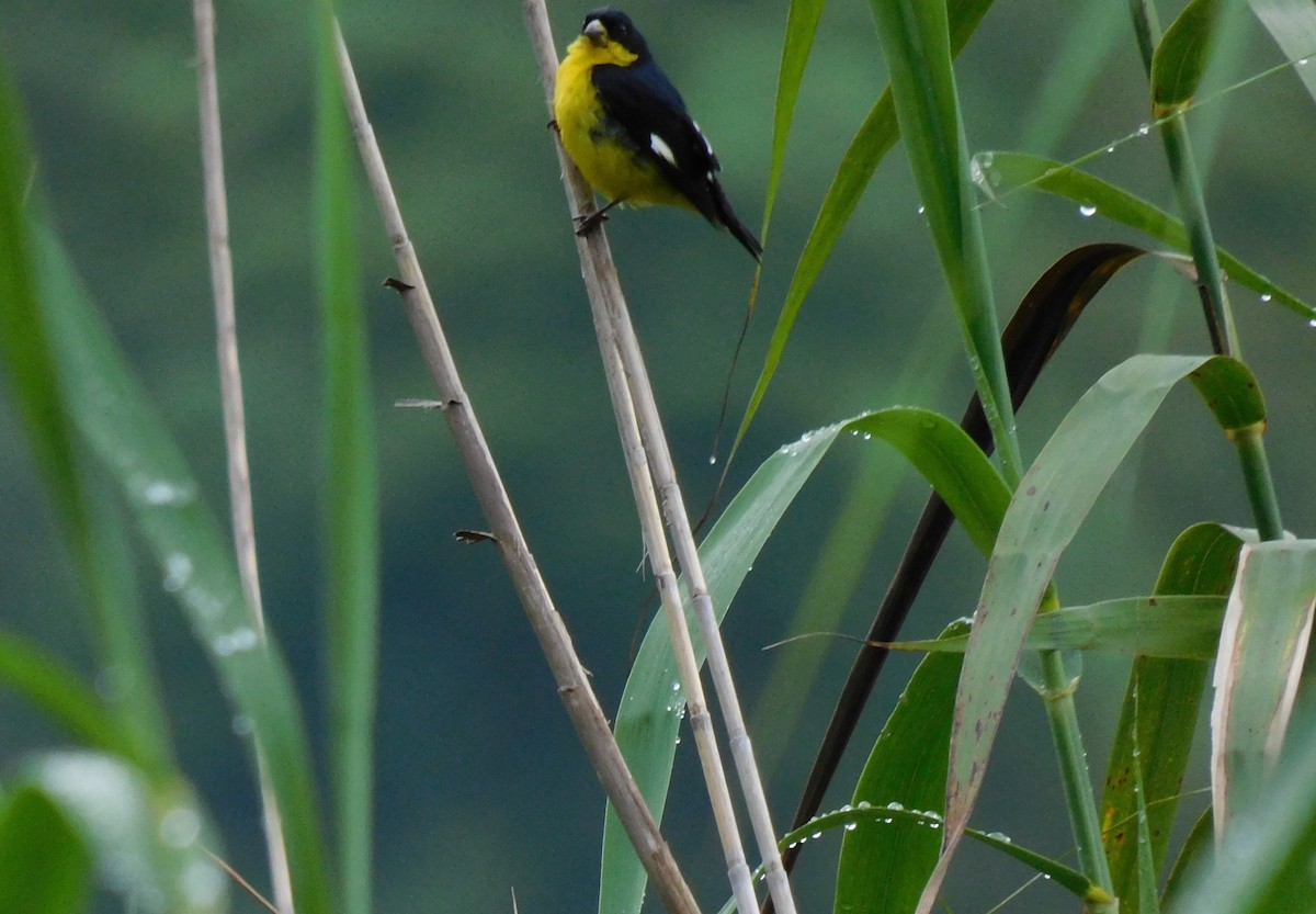 Lesser Goldfinch - ML641403733