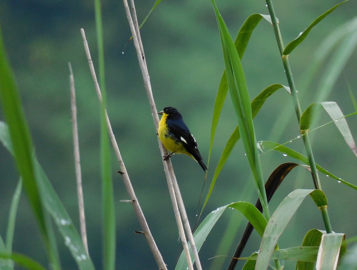 Lesser Goldfinch - ML641403734