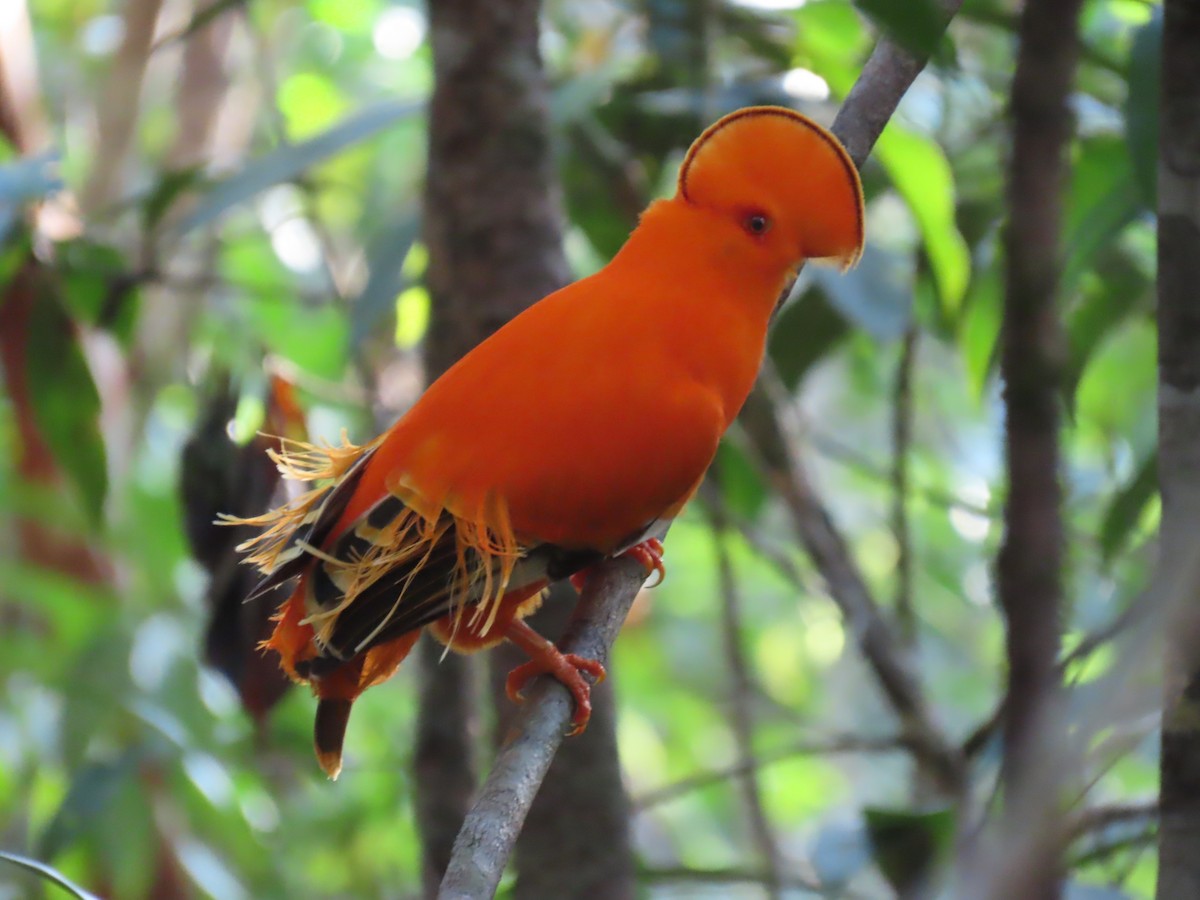 Guianan Cock-of-the-rock - ML641403735