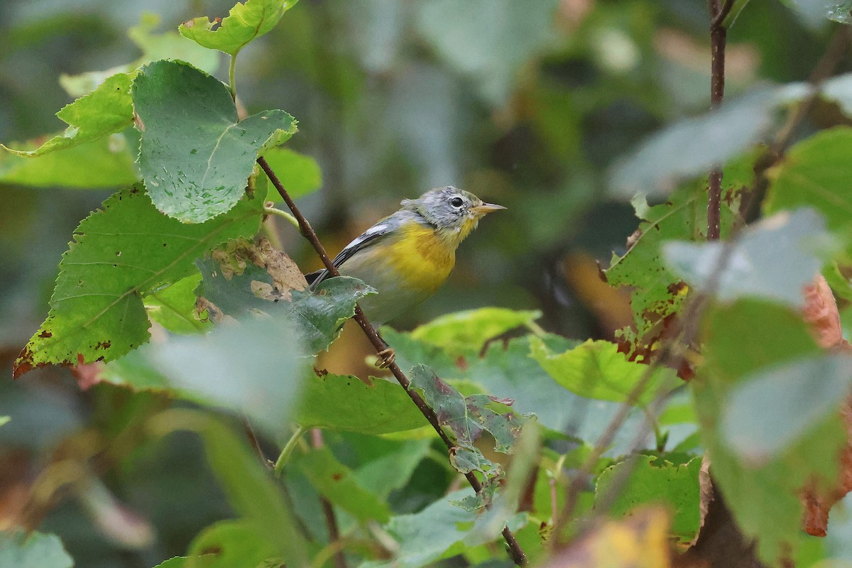 Northern Parula - ML641403738