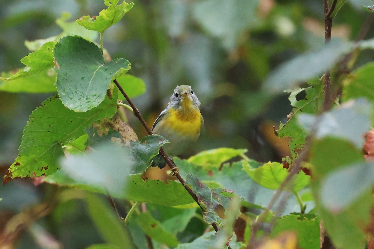 Northern Parula - ML641403740