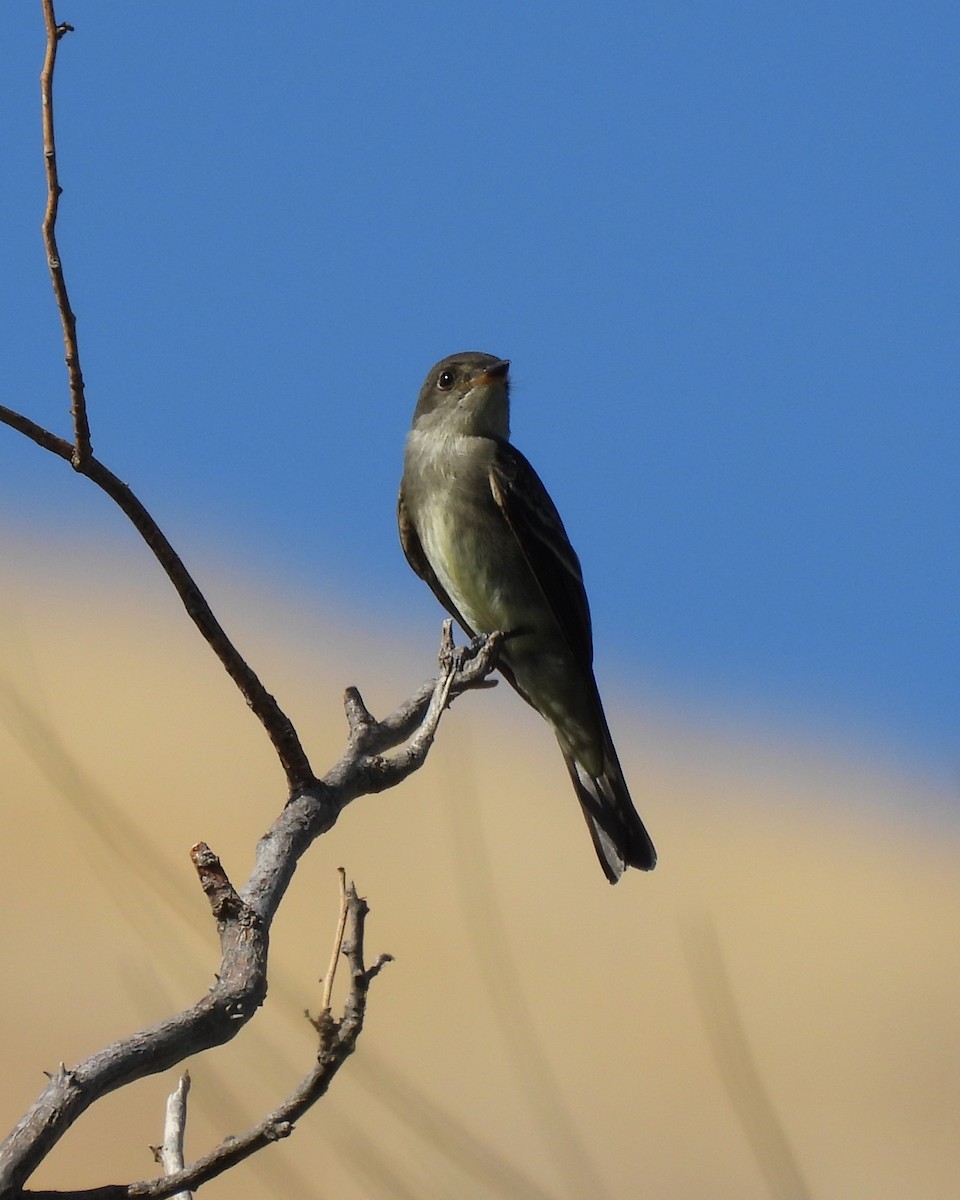 Western Wood-Pewee - ML641403744