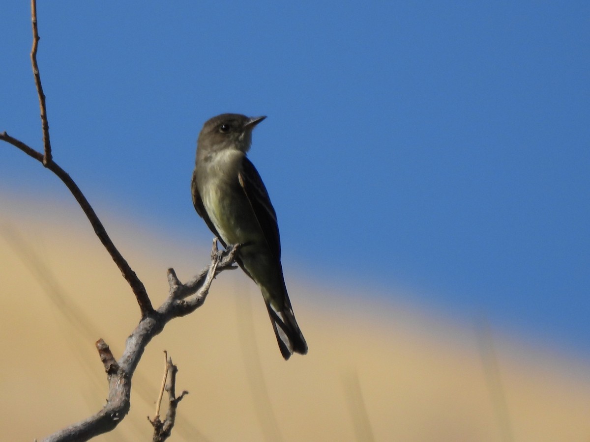 Western Wood-Pewee - ML641403745