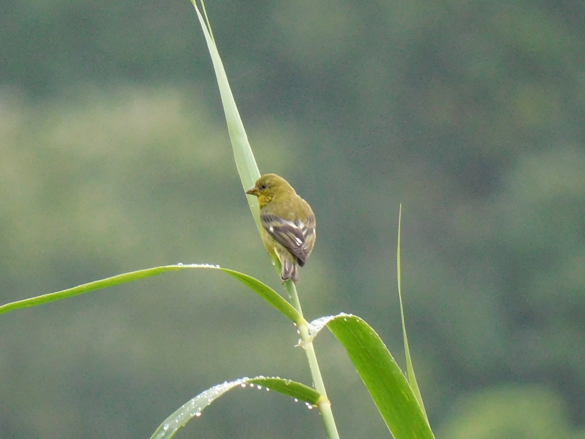 Lesser Goldfinch - ML641403747