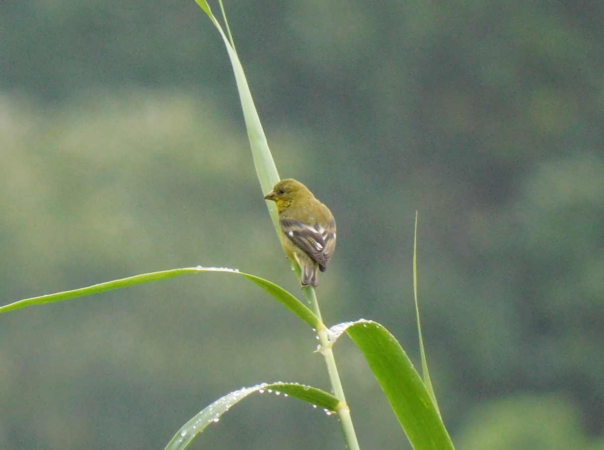 Lesser Goldfinch - ML641403748