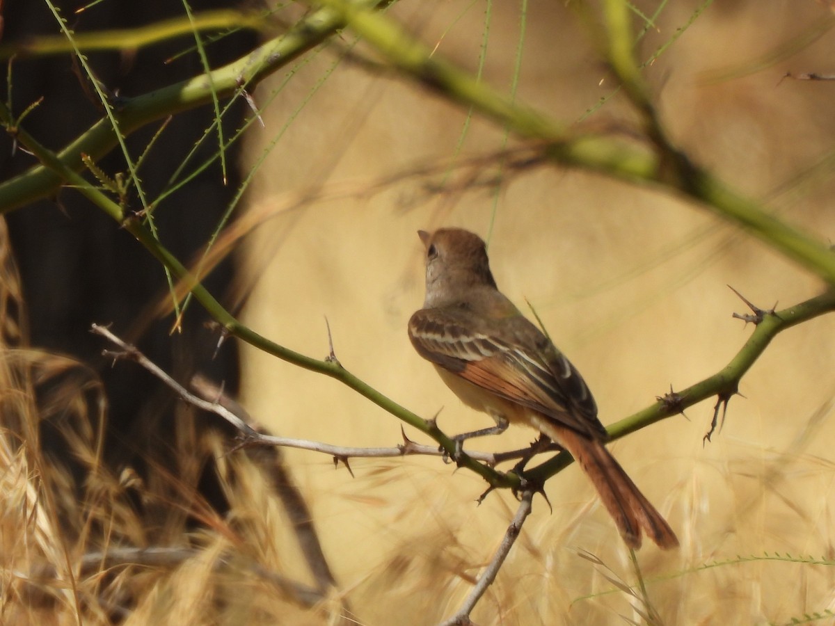 Ash-throated Flycatcher - ML641403754