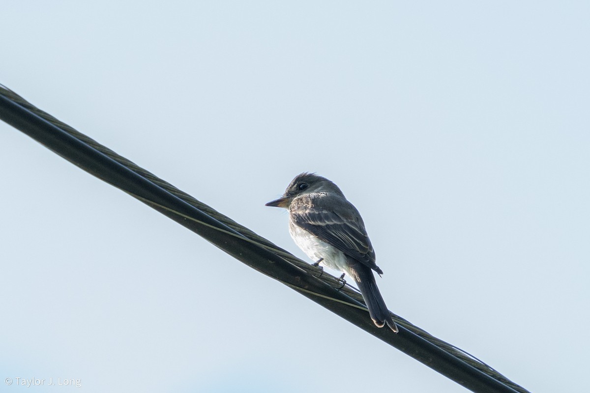 Eastern Wood-Pewee - ML641403758