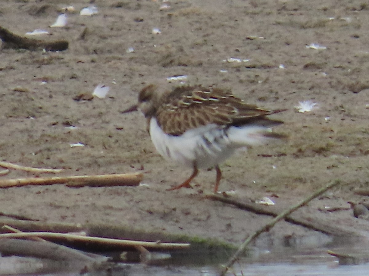 Ruddy Turnstone - ML641403784