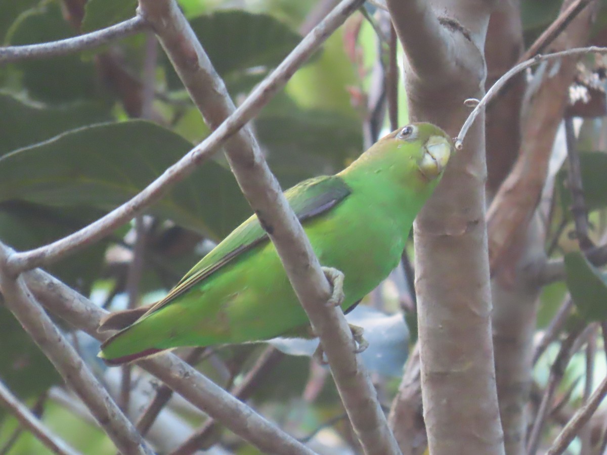 アカムラサキオインコ - ML641403788