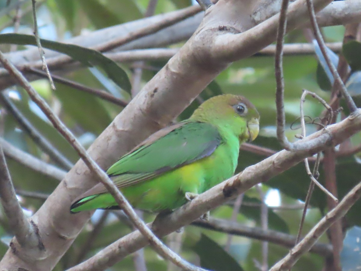 アカムラサキオインコ - ML641403791