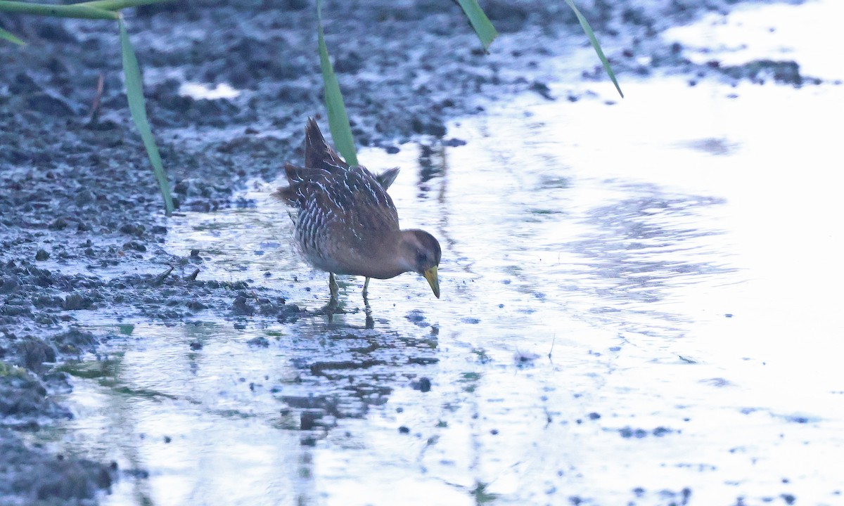 Sora - ML641403805