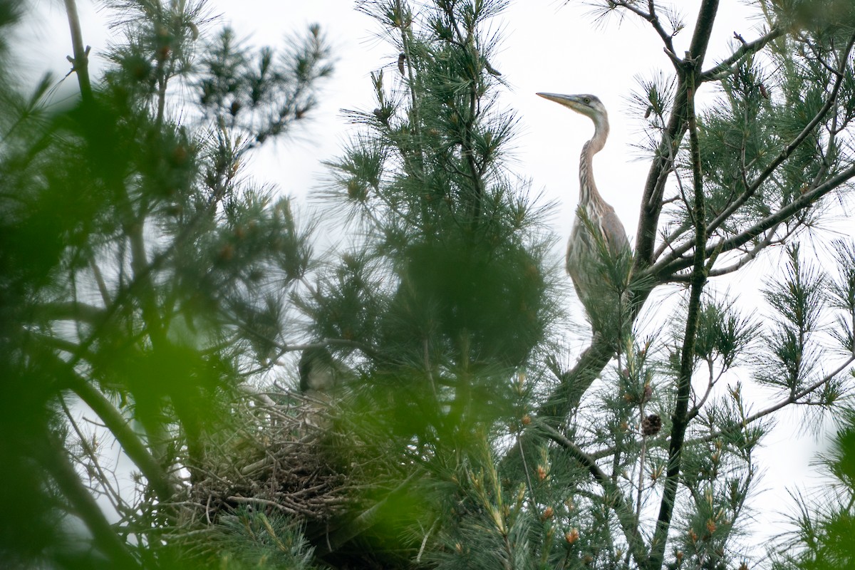 Great Blue Heron - ML641403811