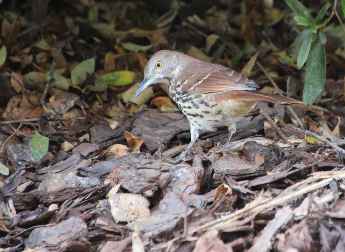 Brown Thrasher - ML641403815