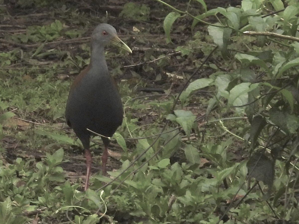 Slaty-breasted Wood-Rail - ML641403816