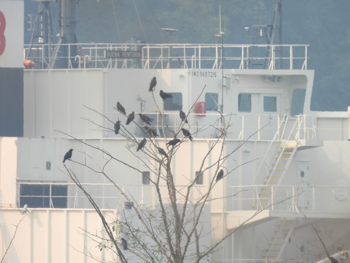 American Crow - ML641403817