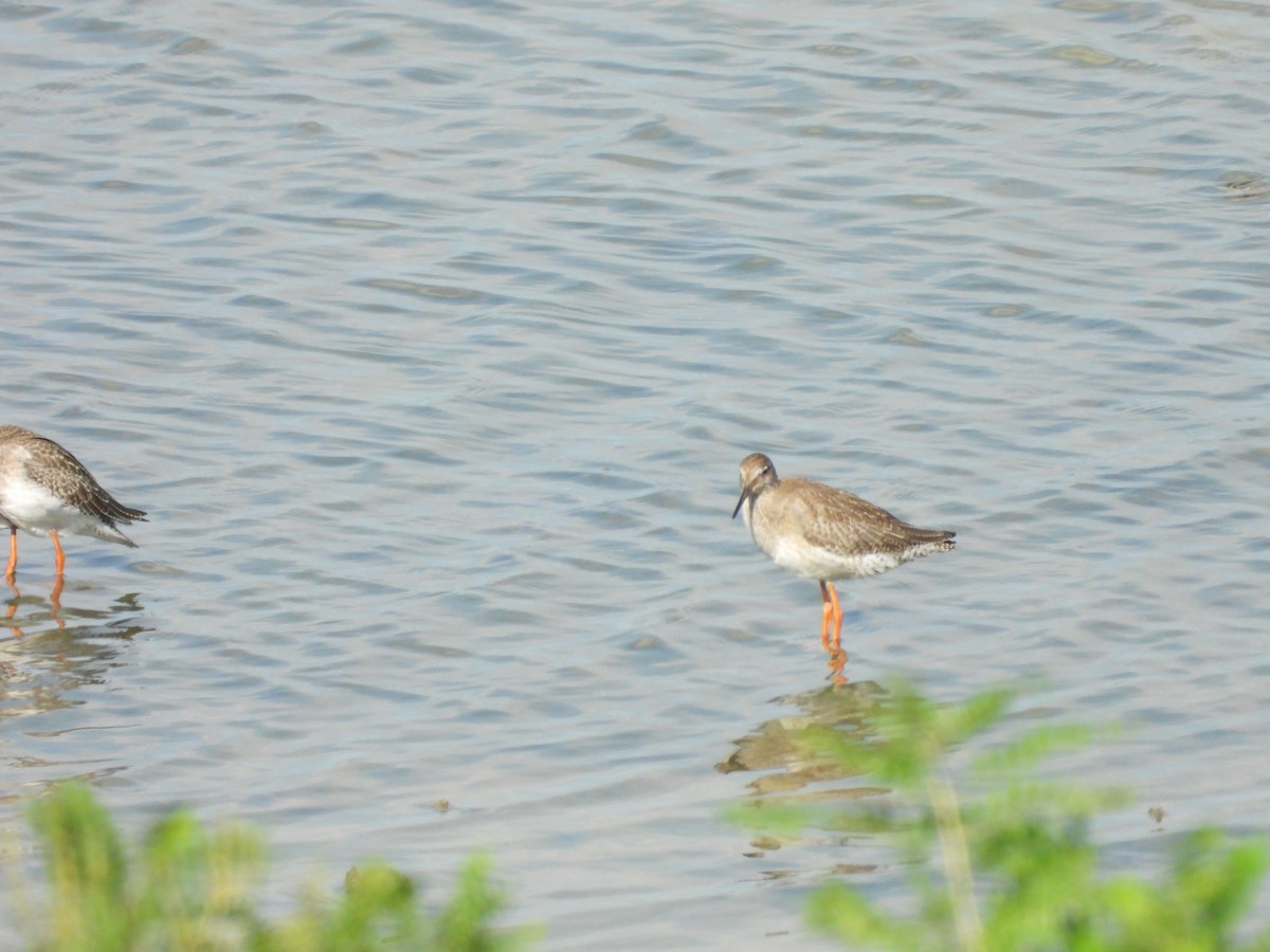 Common Redshank - ML641403819