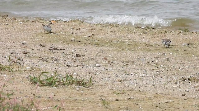 Semipalmated Plover - ML641403820