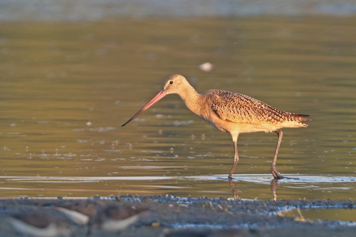 Marbled Godwit - ML641403823