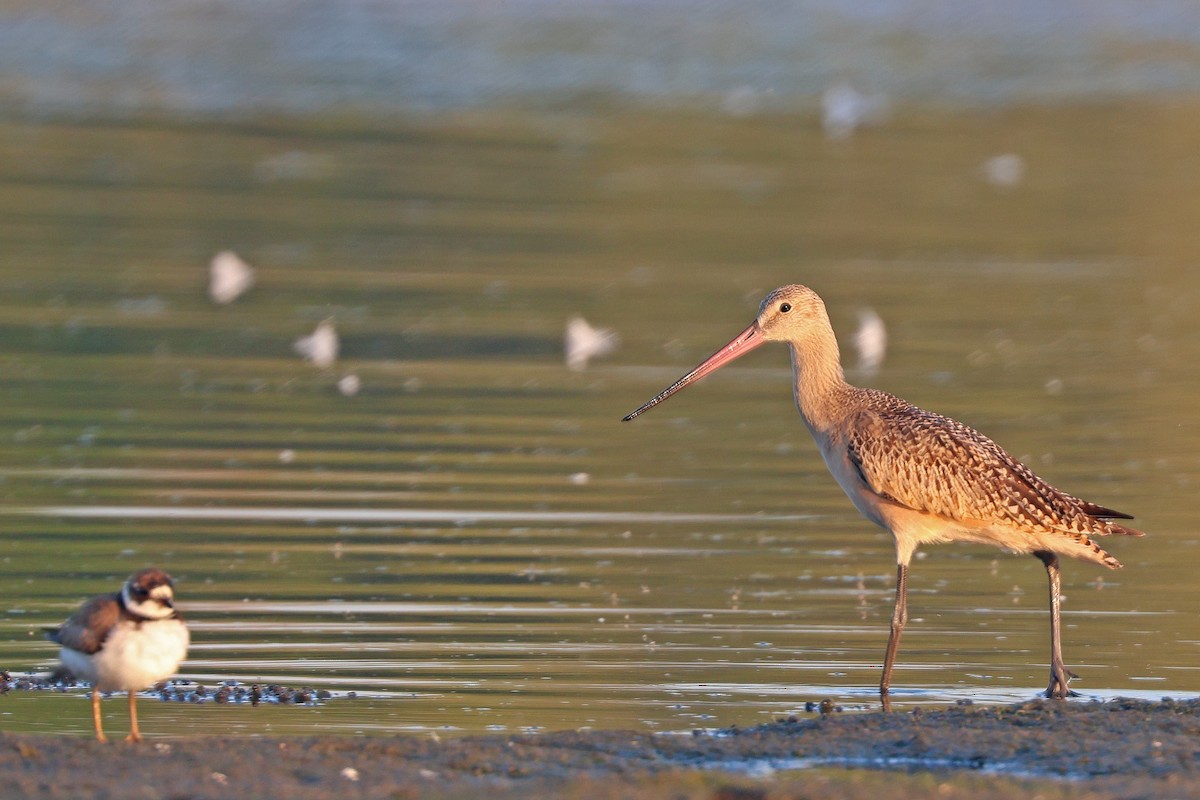 Marbled Godwit - ML641403826