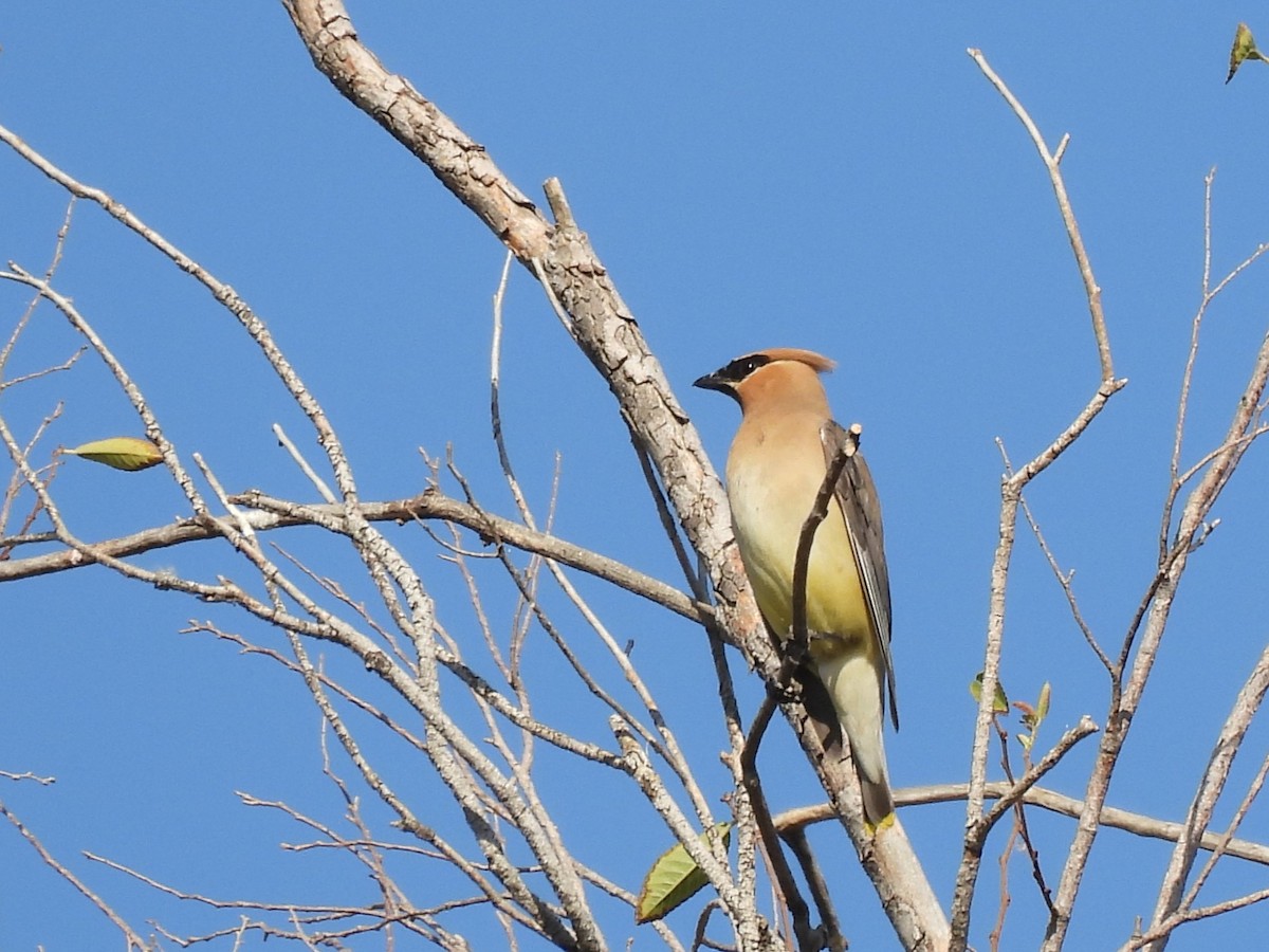 Cedar Waxwing - ML641403827