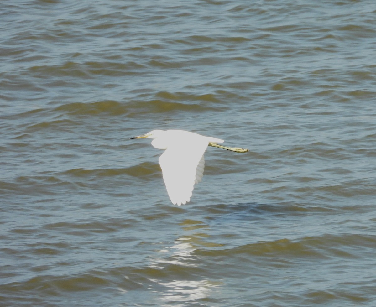 Chinese Egret - ML641403828