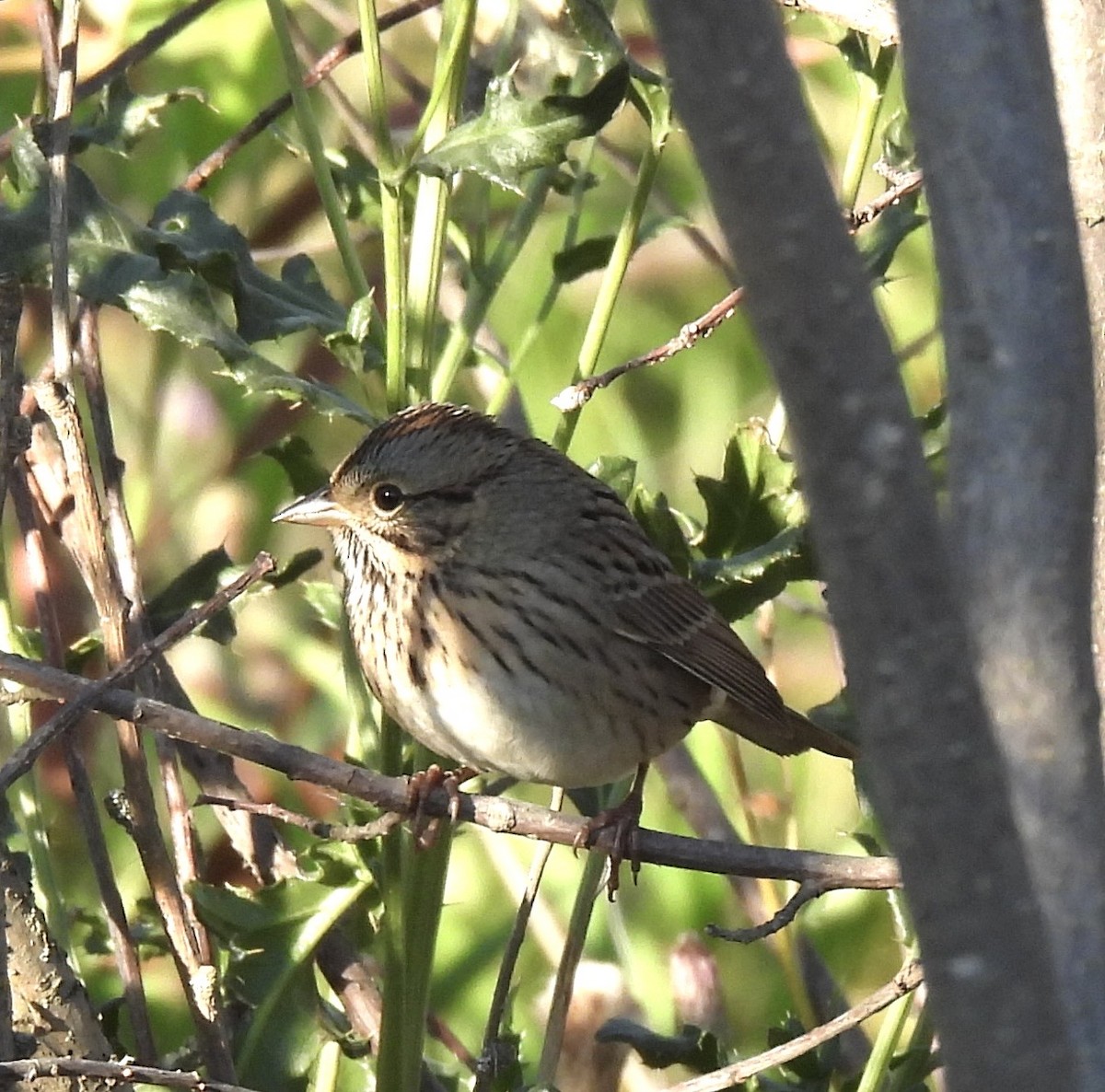 Lincoln's Sparrow - ML641403829