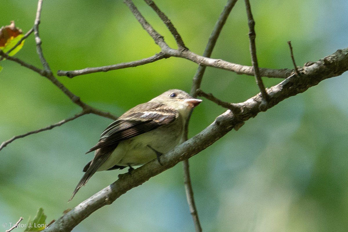 Eastern Wood-Pewee - ML641403830
