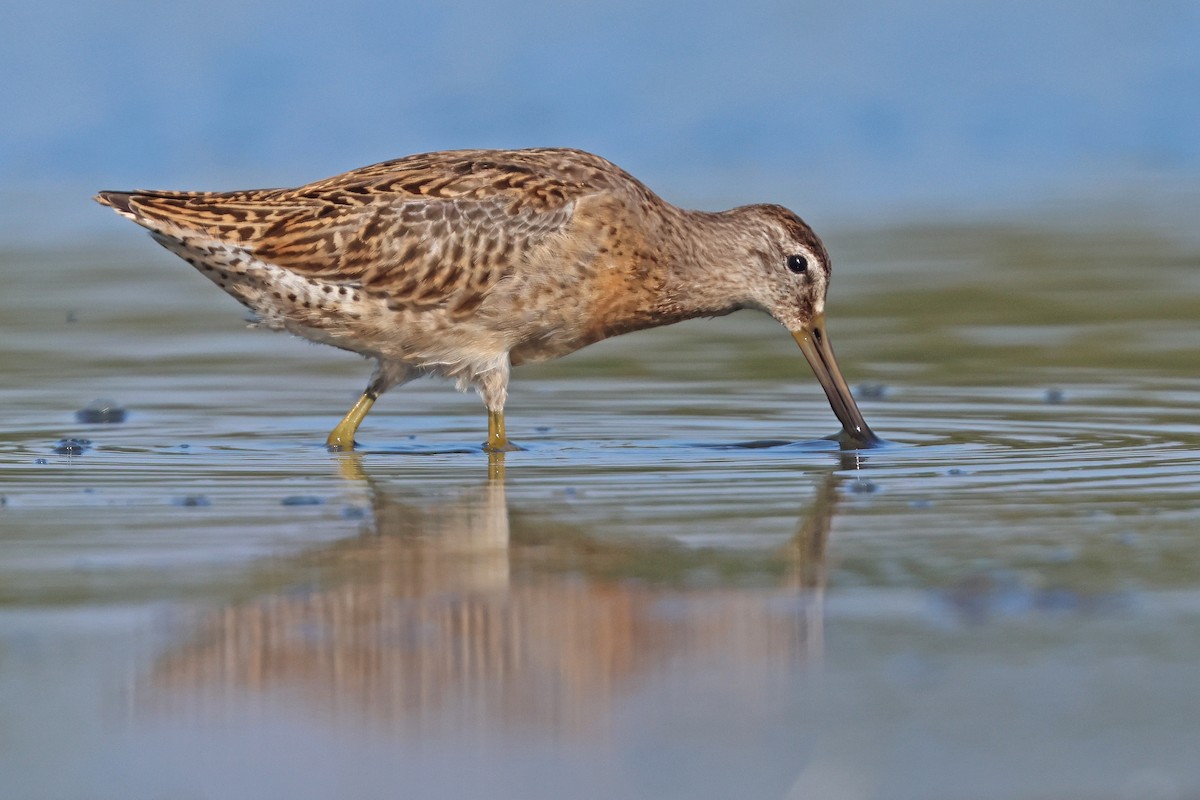 Short-billed Dowitcher - ML641403831
