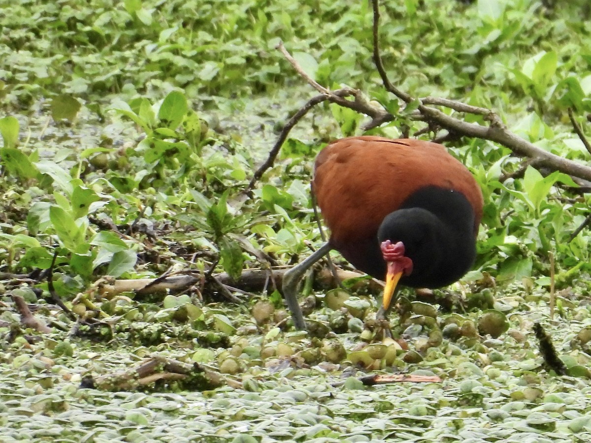 Wattled Jacana - ML641403832