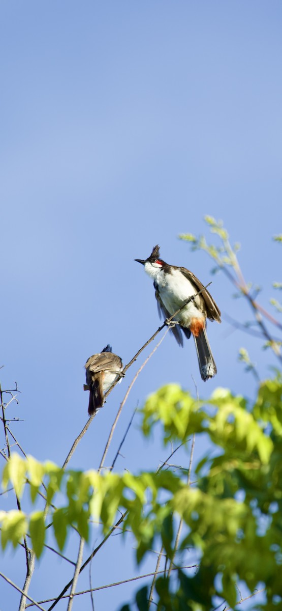 Red-whiskered Bulbul - ML641403838