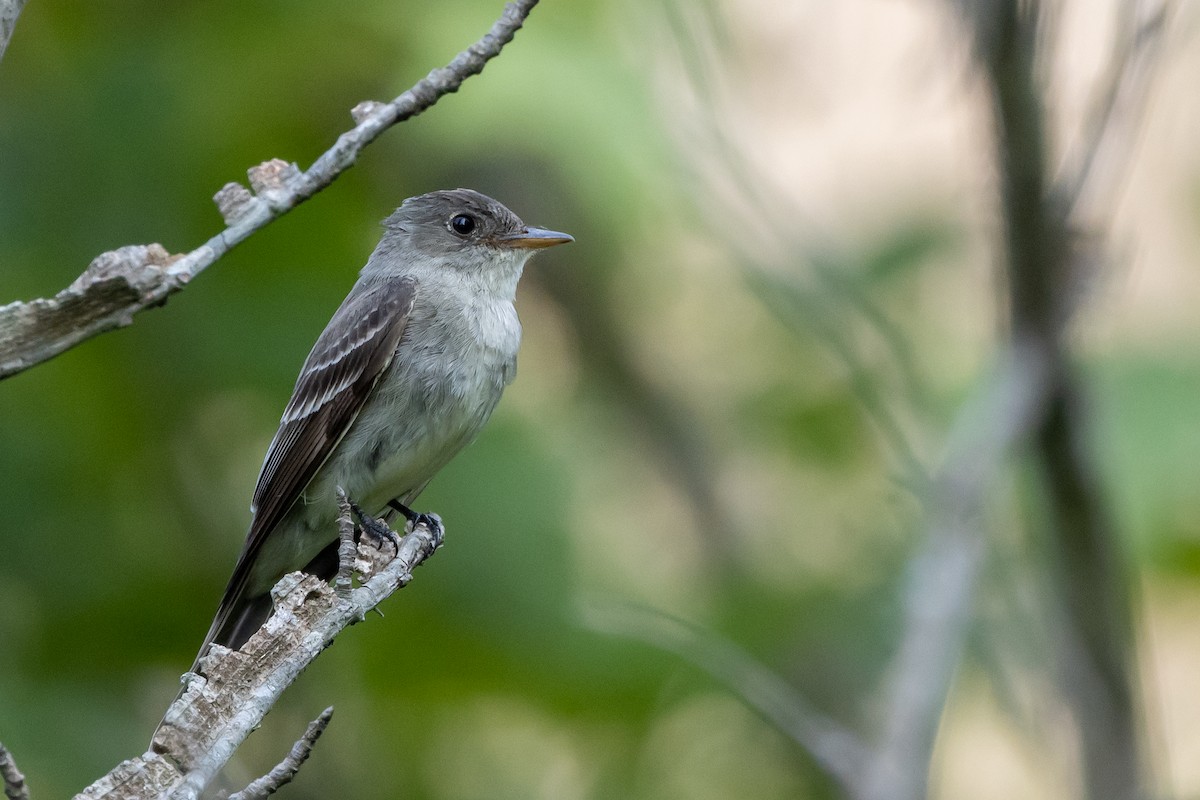 Eastern Wood-Pewee - ML641403841