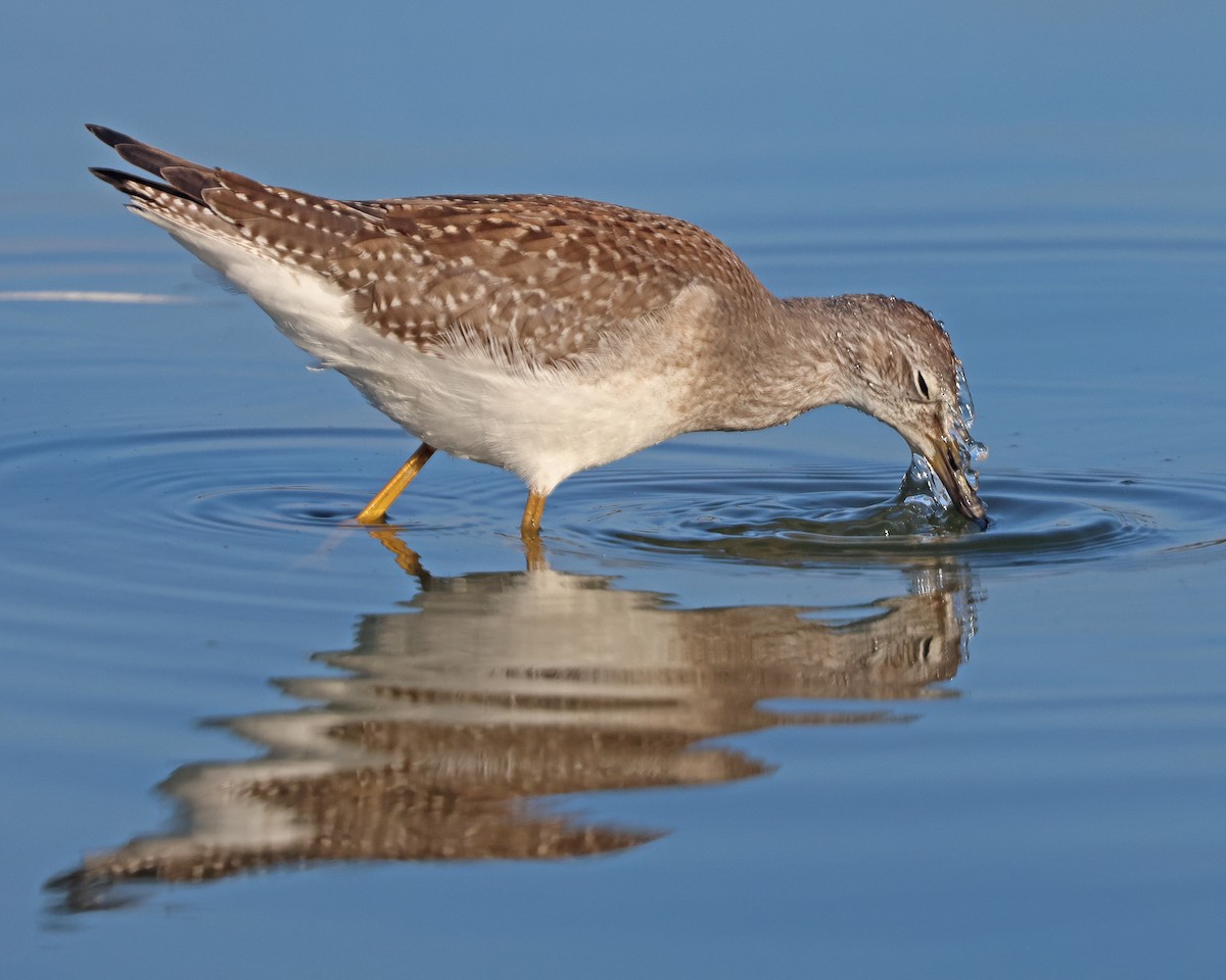 Lesser Yellowlegs - ML641403843