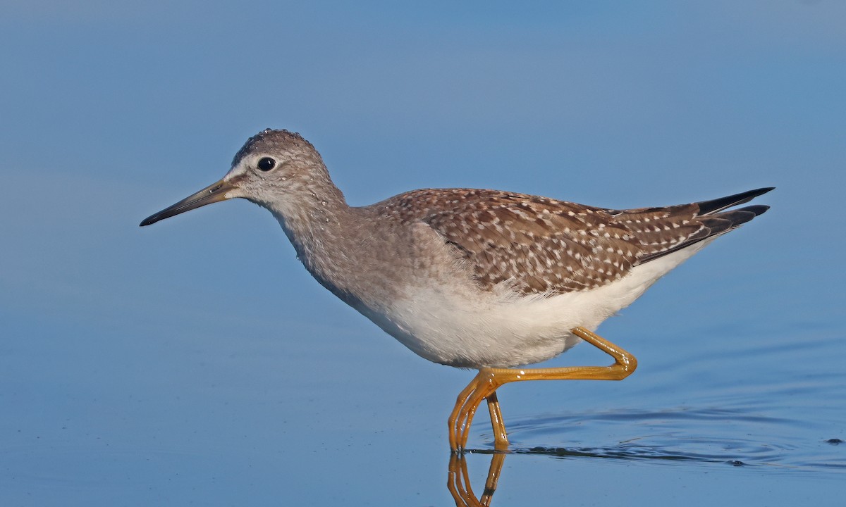 Lesser Yellowlegs - ML641403844