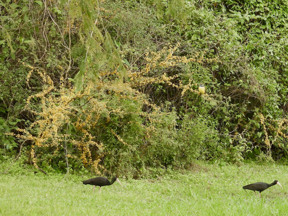 Bare-faced Ibis - ML641403845