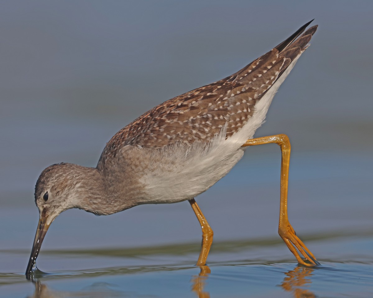 Lesser Yellowlegs - ML641403848