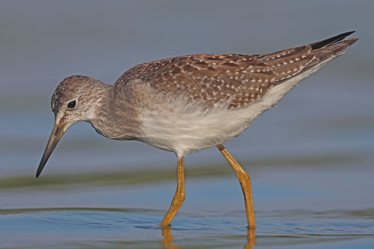 Lesser Yellowlegs - ML641403849