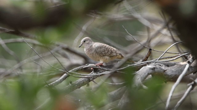 Inca Dove - ML641403870