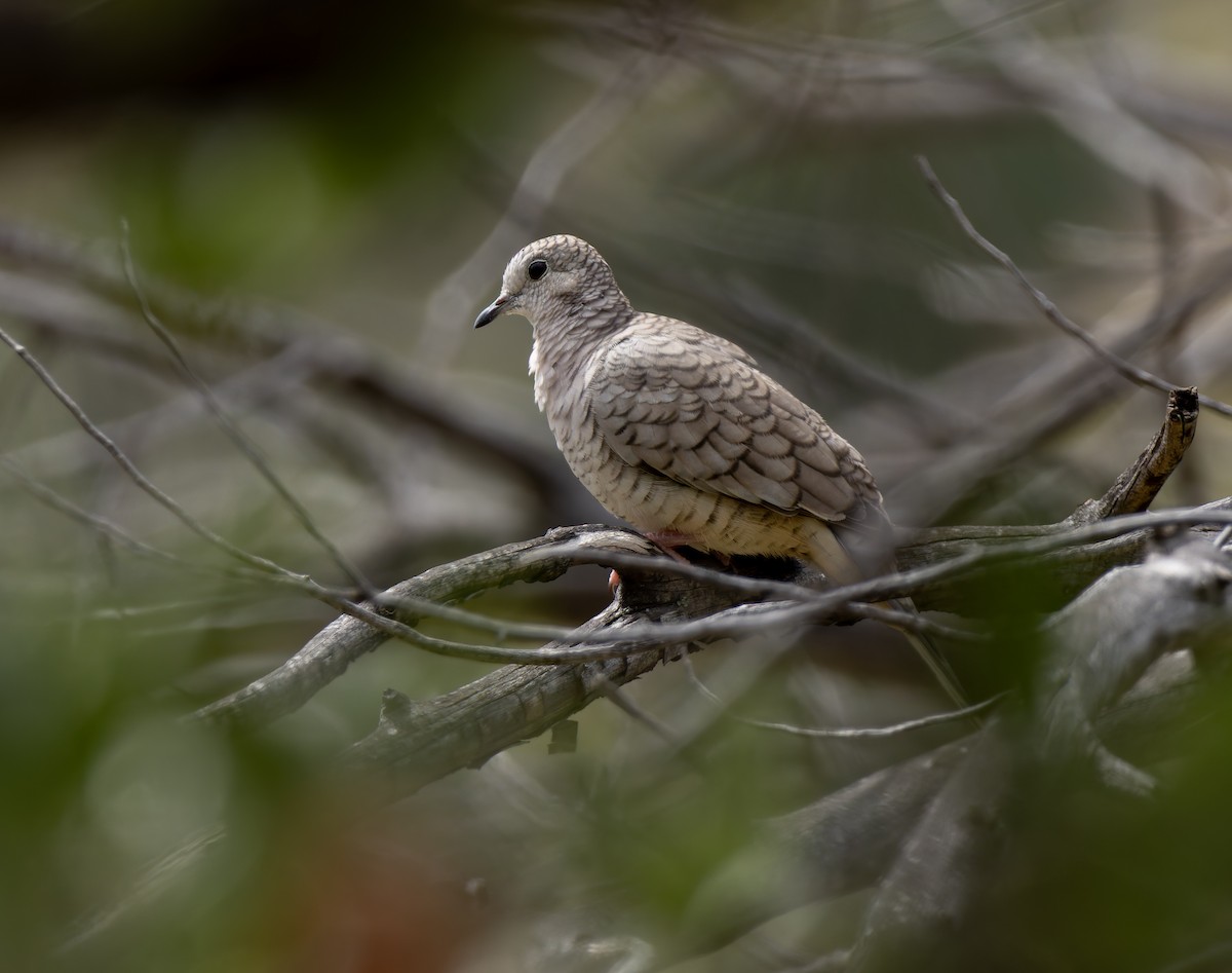 Inca Dove - ML641403873