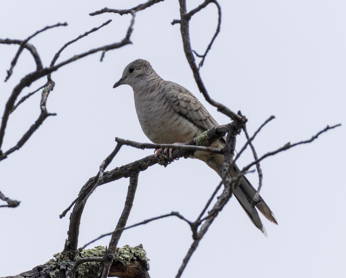 Inca Dove - ML641403876