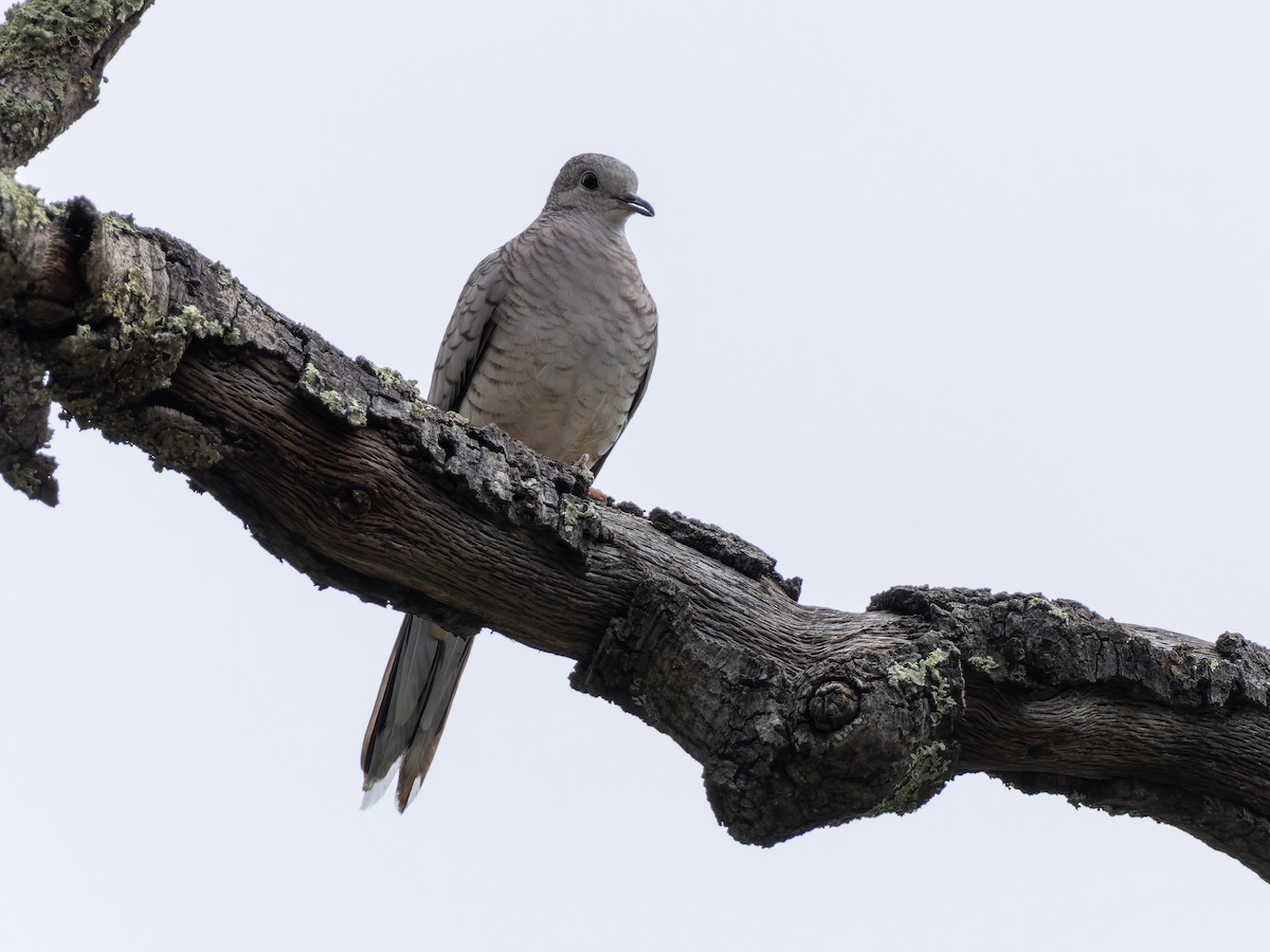 Inca Dove - ML641403877