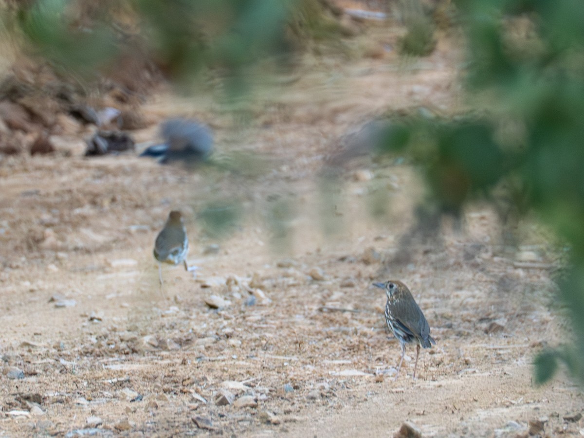 Watkins's Antpitta - ML641403889