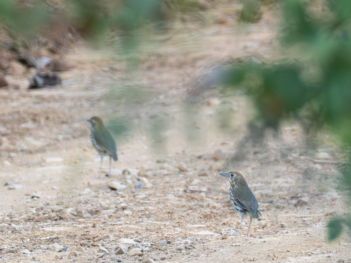 Watkins's Antpitta - ML641403890