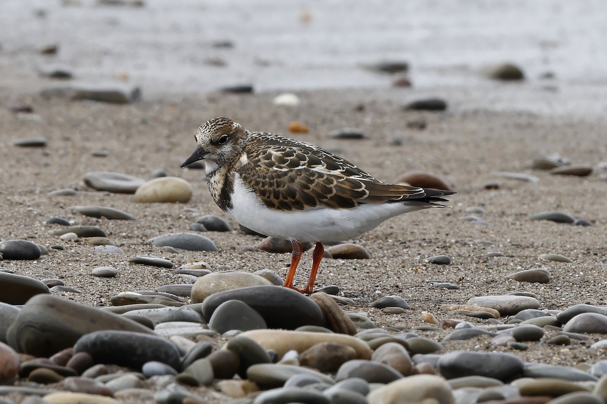 Ruddy Turnstone - ML641403893