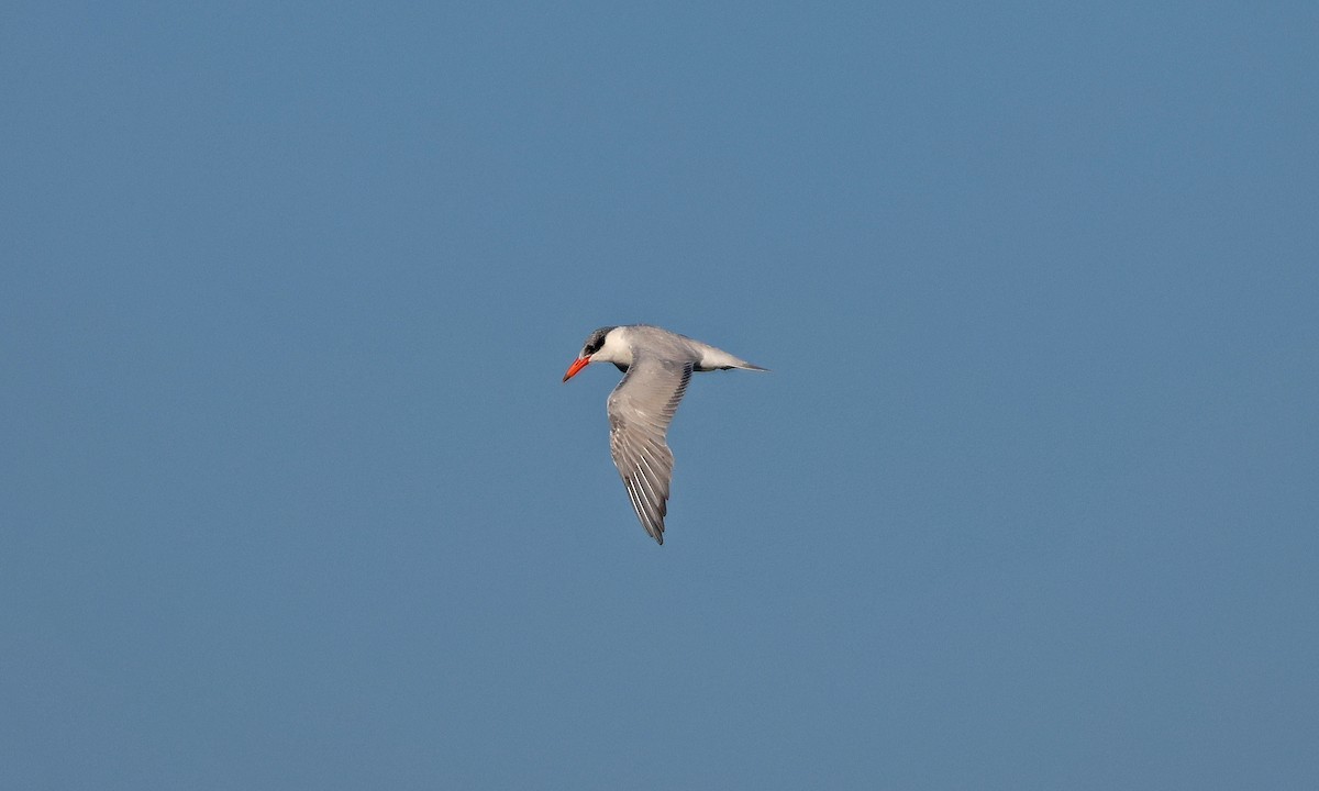 Caspian Tern - ML641403897
