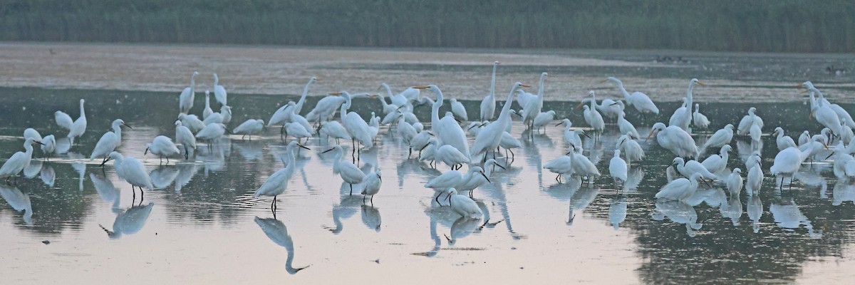 Snowy Egret - ML641403915