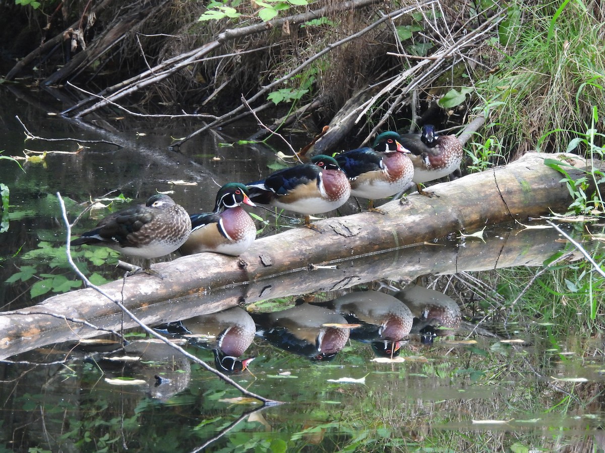 Wood Duck - ML641403926