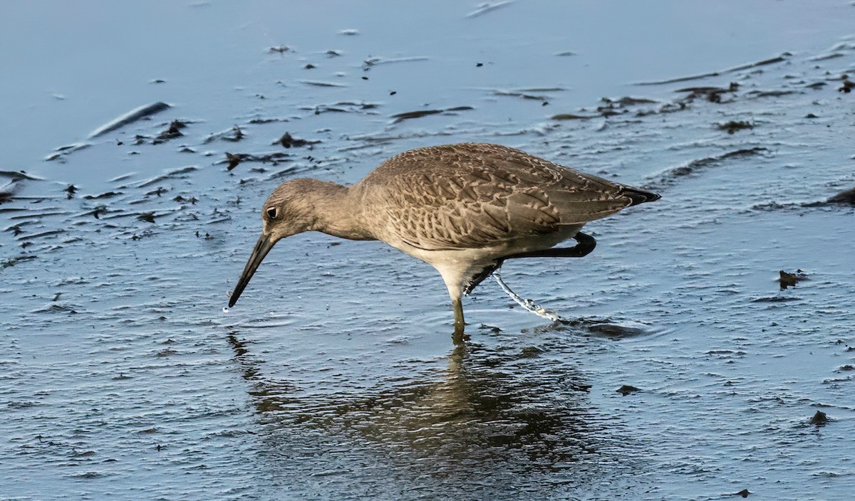 Willet - ML641403933
