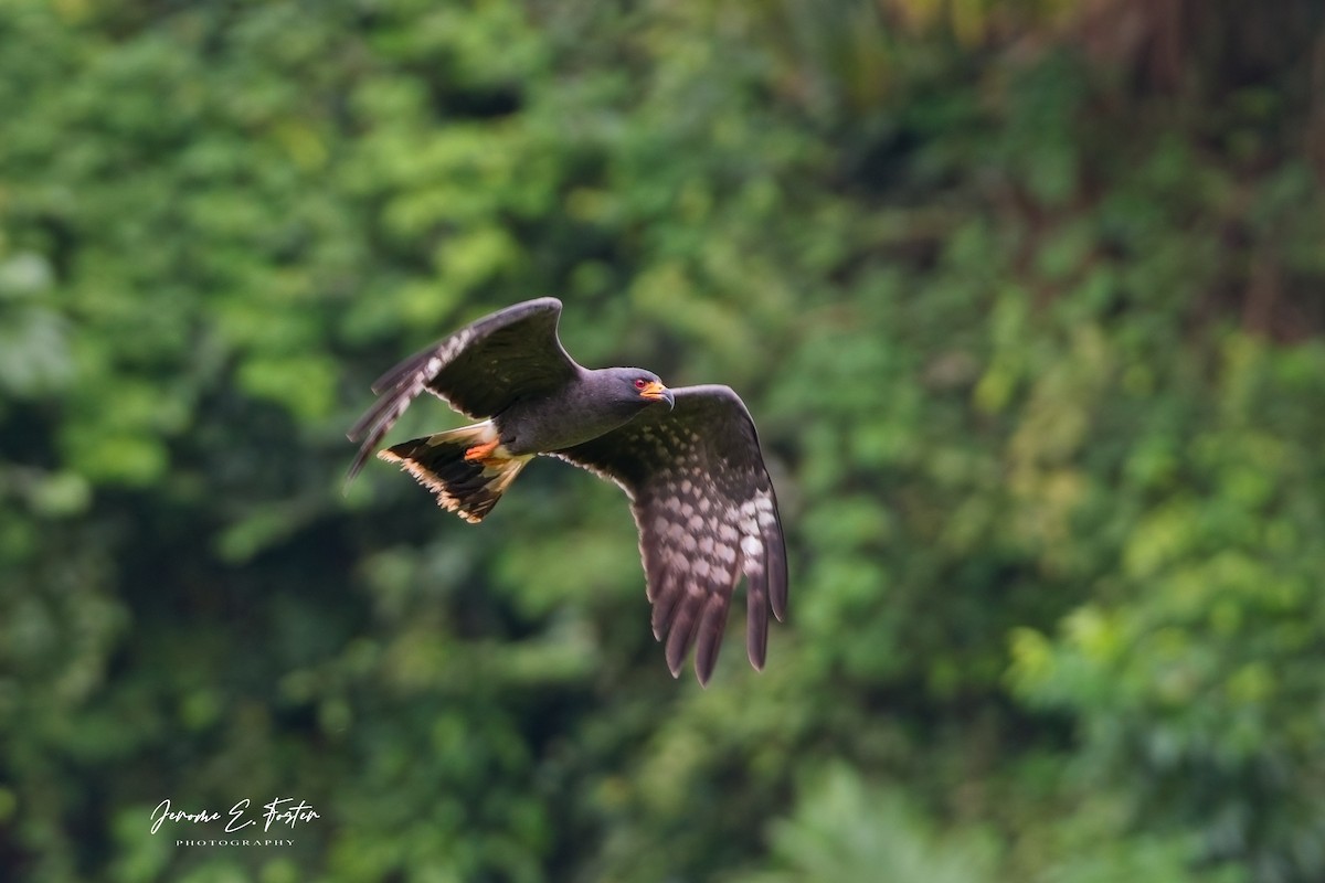 Snail Kite - ML641403935