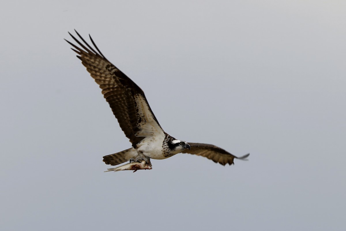 Osprey - ML641403936